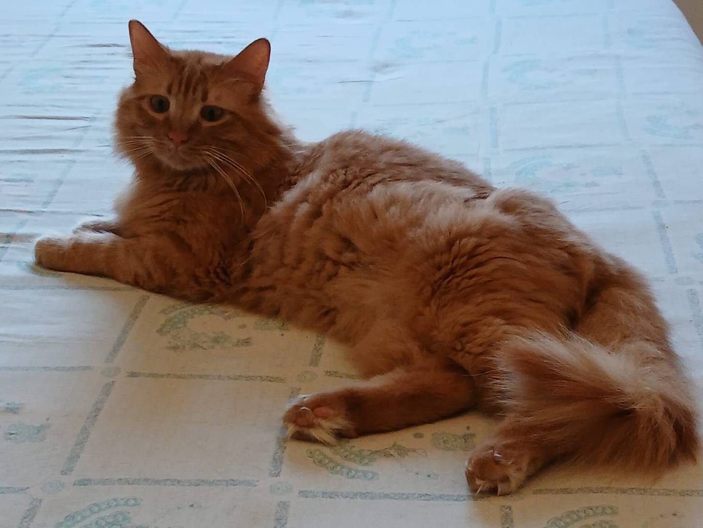 Vuoi adottare un gatto a Roma?