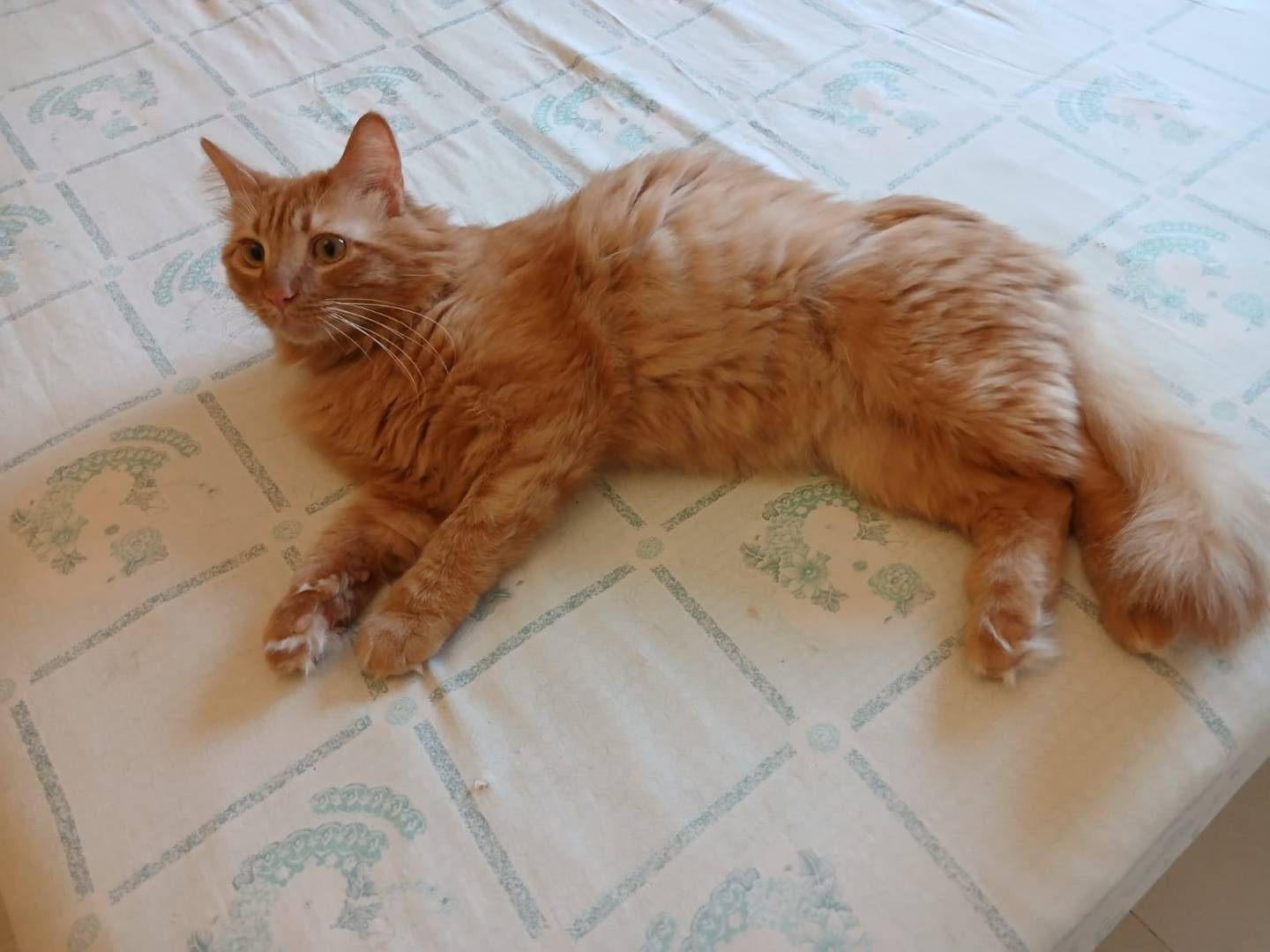 Adotta il gatto ARTEMIO a Roma