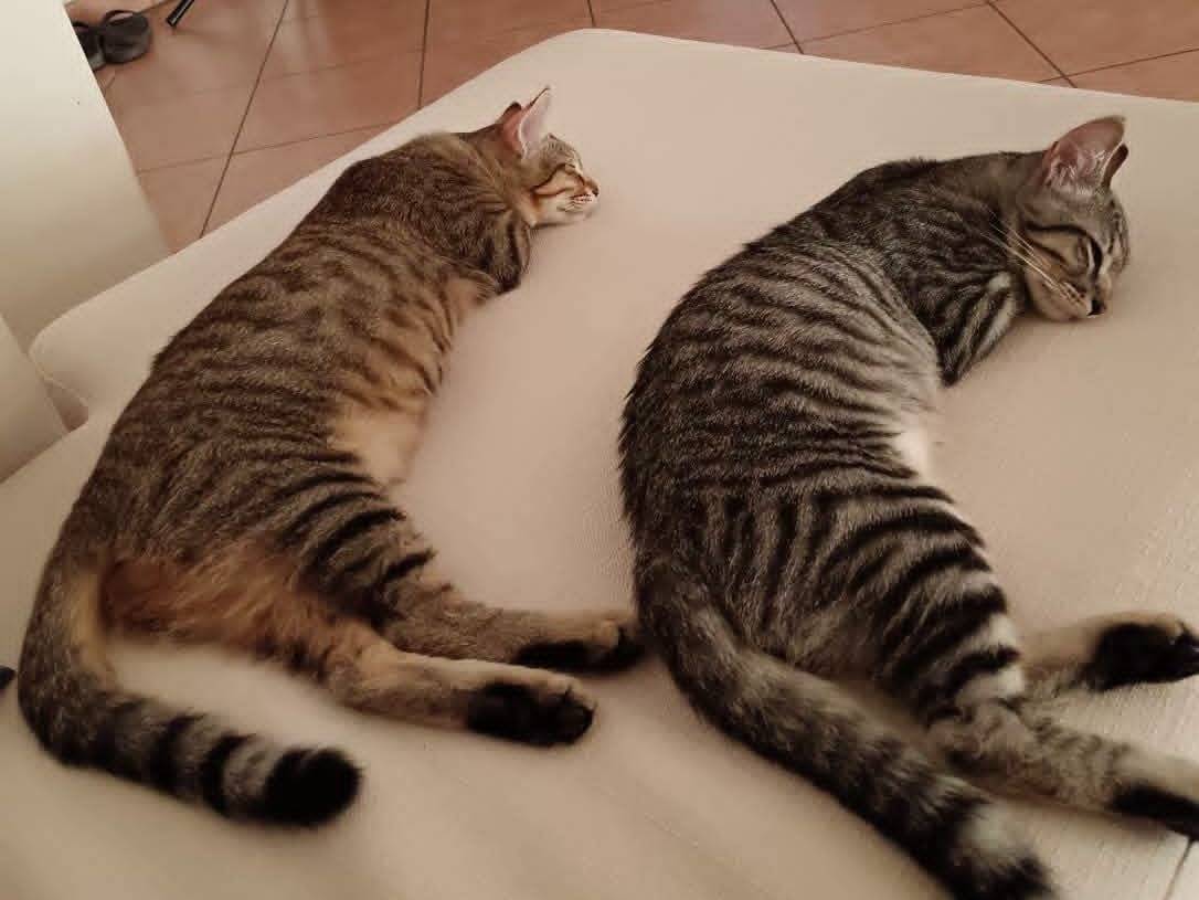 Vuoi adottare un gatto a Roma?