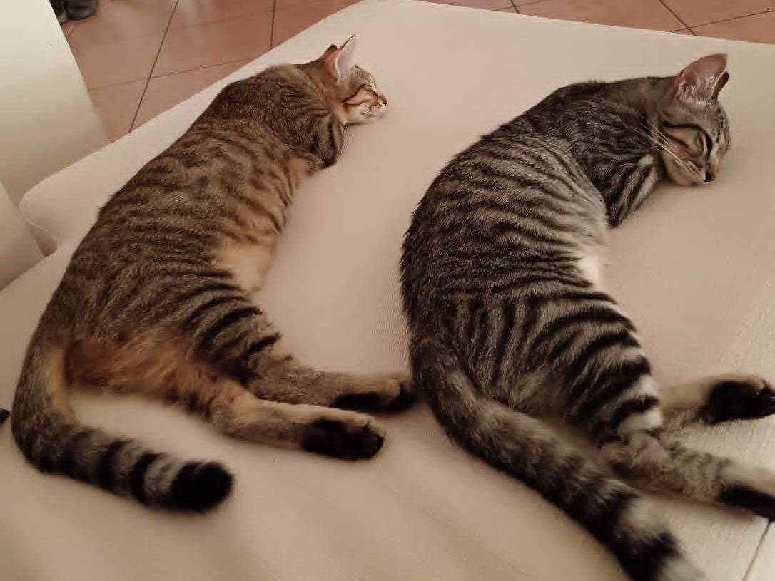Adozione gatto, maschio, Razza sconosciuta Razza sconosciuta, 5 mesi, taglia non valida, Roma