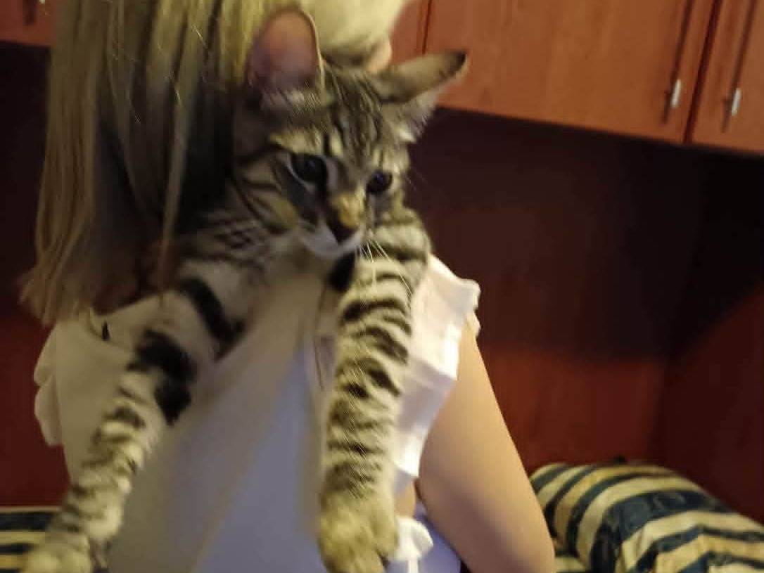Adotta un gatto, maschio, 5 mesi, Roma