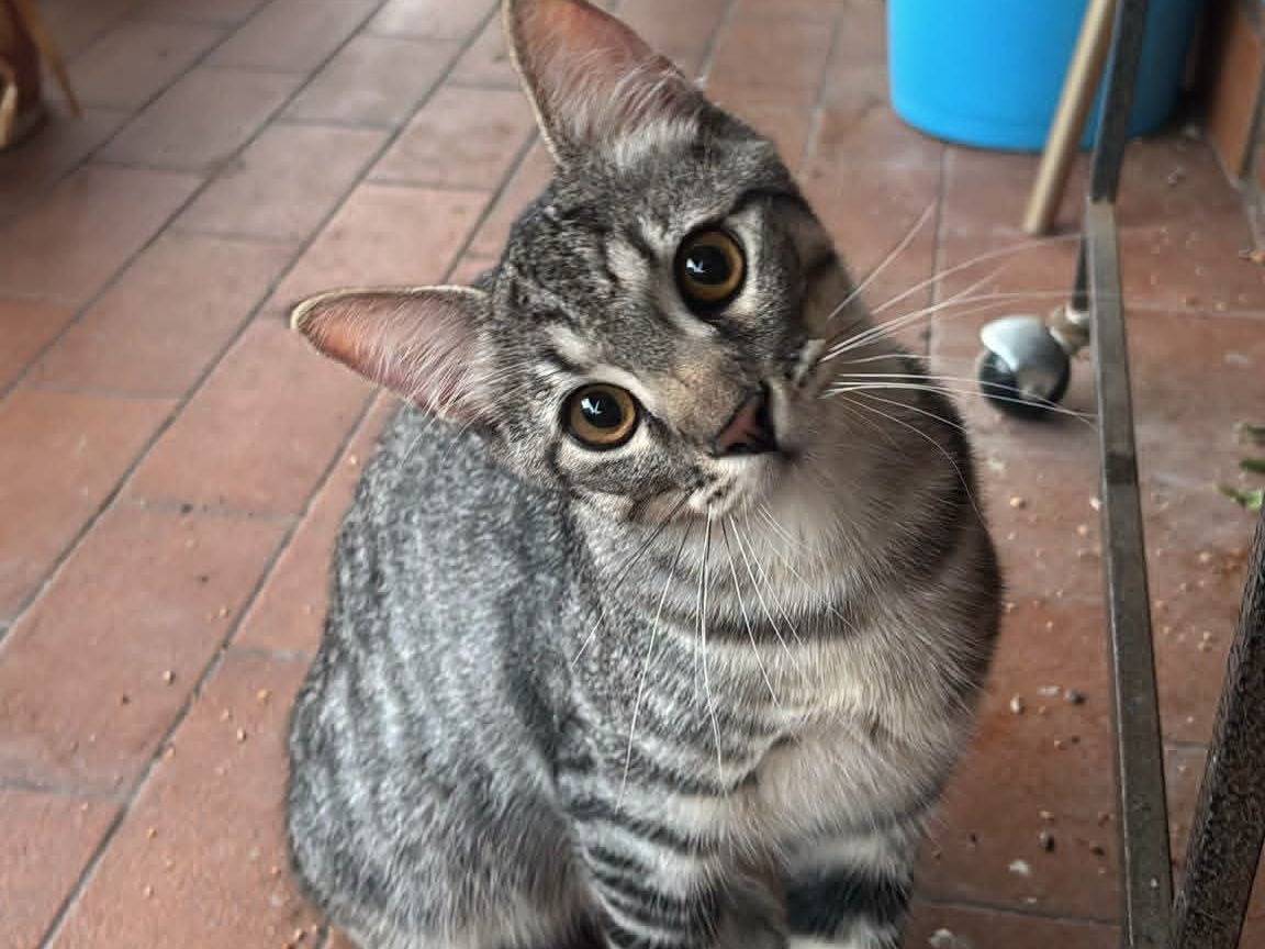 Adotta un gatto, taglia non valida, maschio, Roma