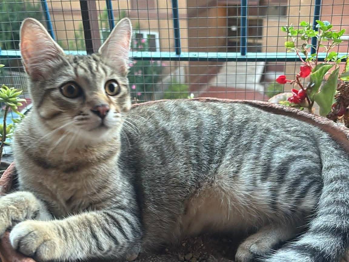 Vuoi adottare un gatto a Roma?