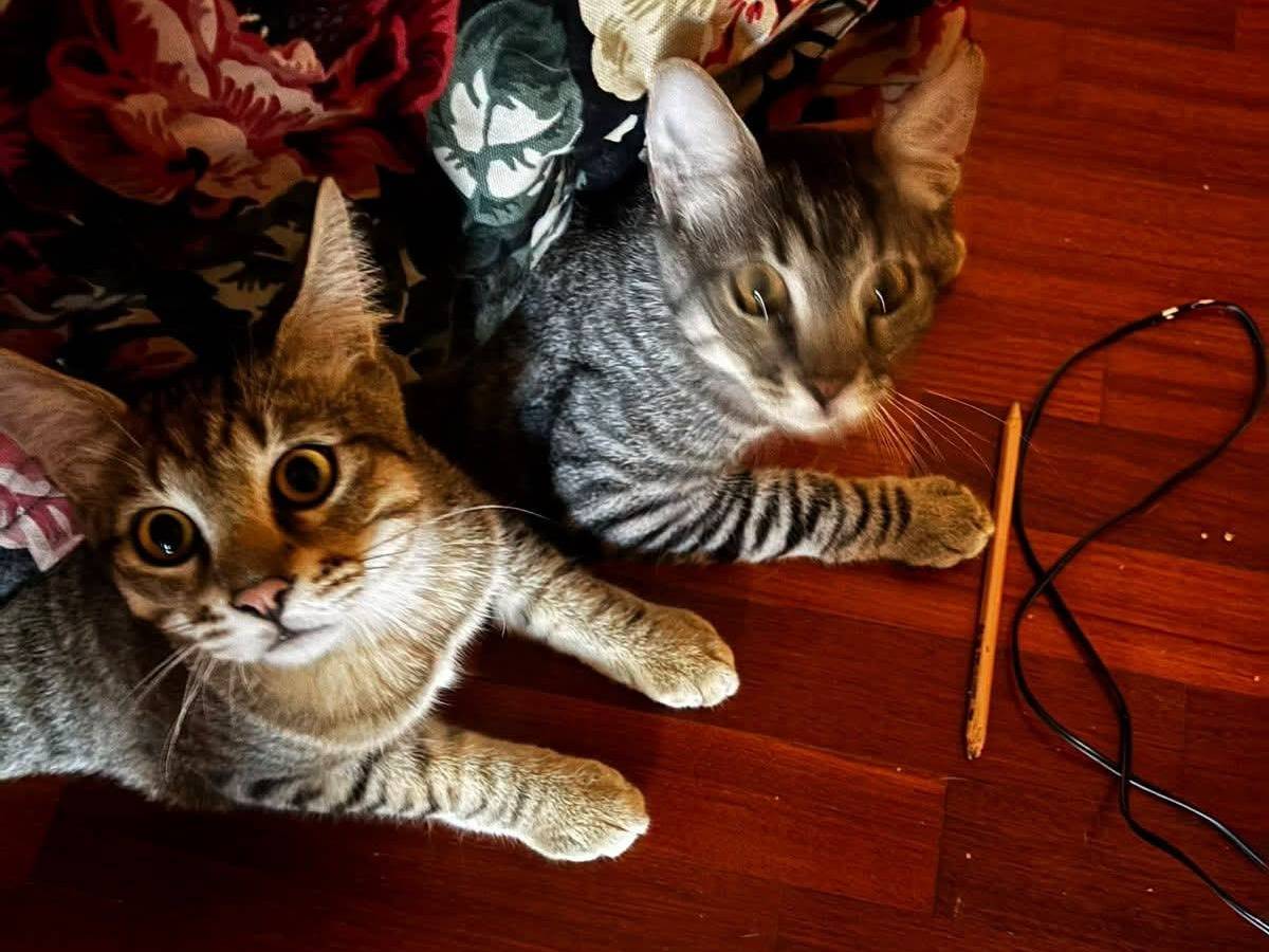 Adotta il gatto Lupin a Roma