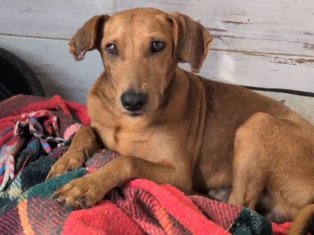 Adozione cane, maschio, Razza sconosciuta Razza sconosciuta, 1 anno e 8 mesi, taglia piccola, Trapani