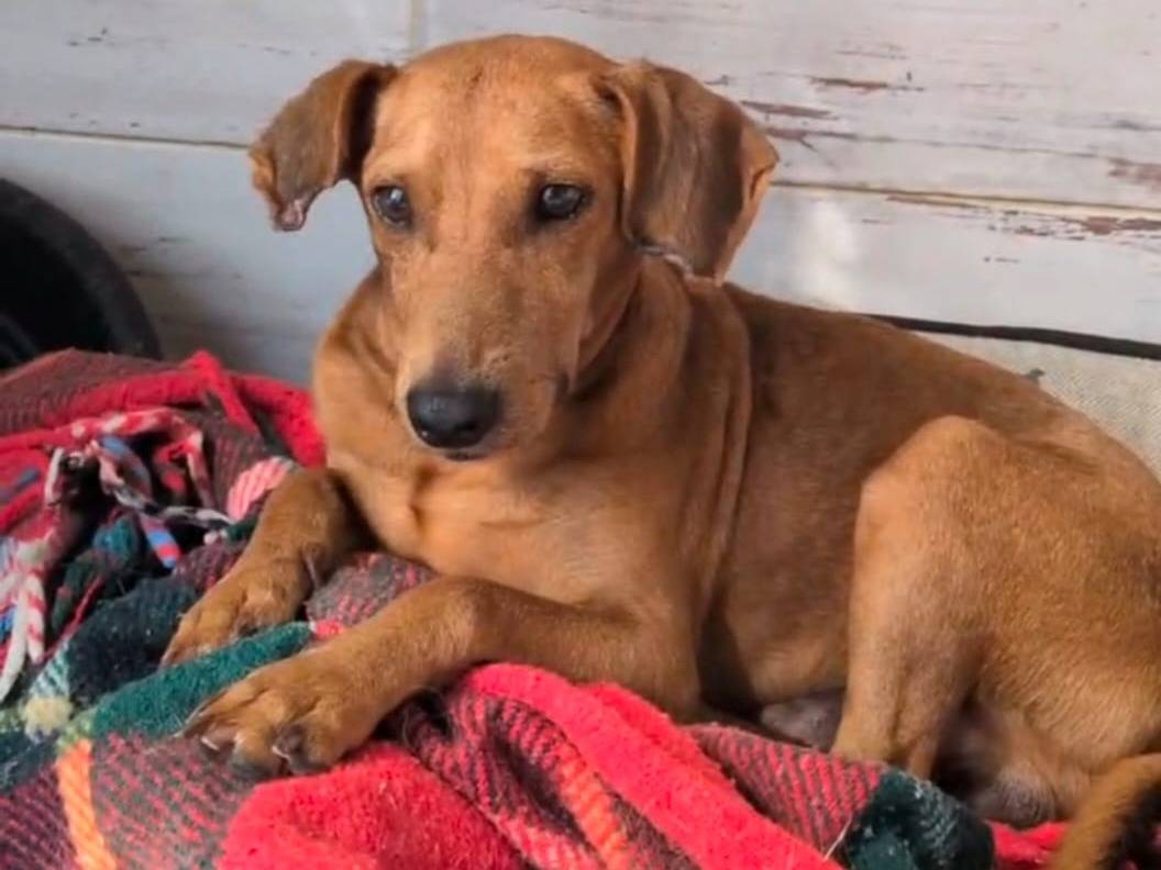 Adotta un cane, maschio, 1 anno e 8 mesi, Trapani