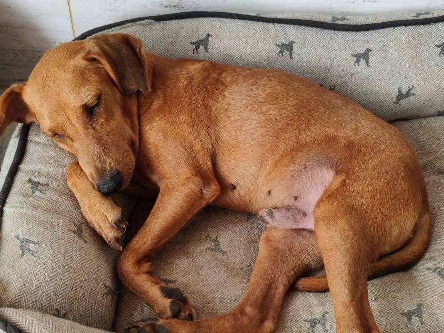 Adotta un cane, taglia piccola, maschio, Trapani