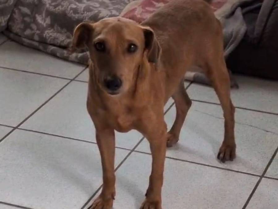 Vuoi adottare un cane a Trapani?