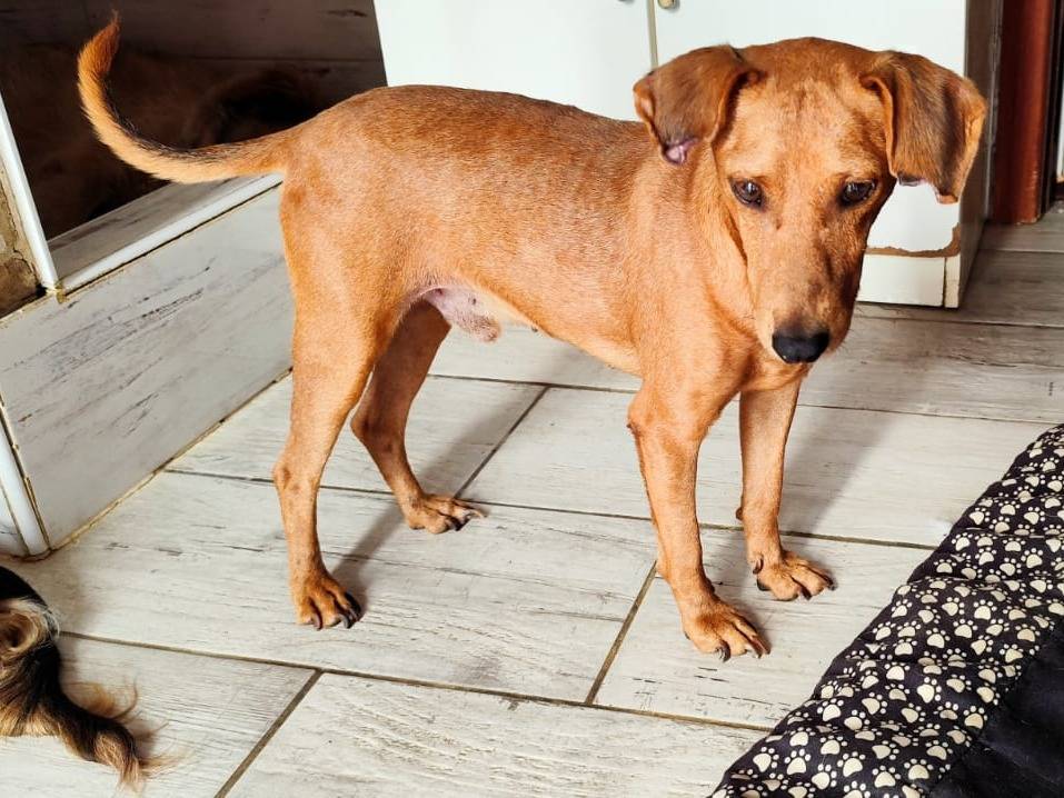 Adotta il cane Andy a Trapani
