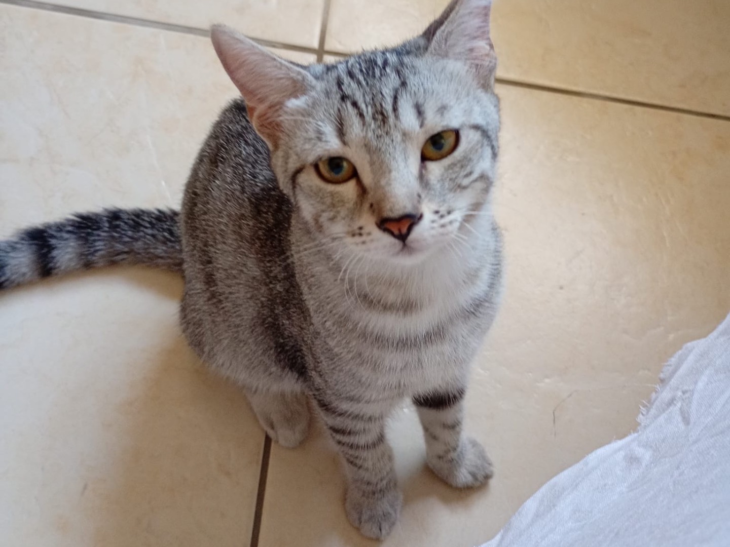 Adozione gatto, femmina, Razza sconosciuta Razza sconosciuta, 5 mesi, taglia non valida, Napoli