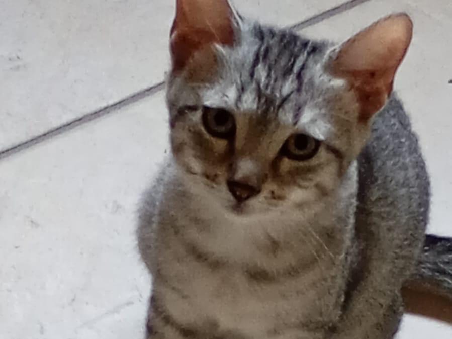 Adotta un gatto, femmina, 5 mesi, Napoli