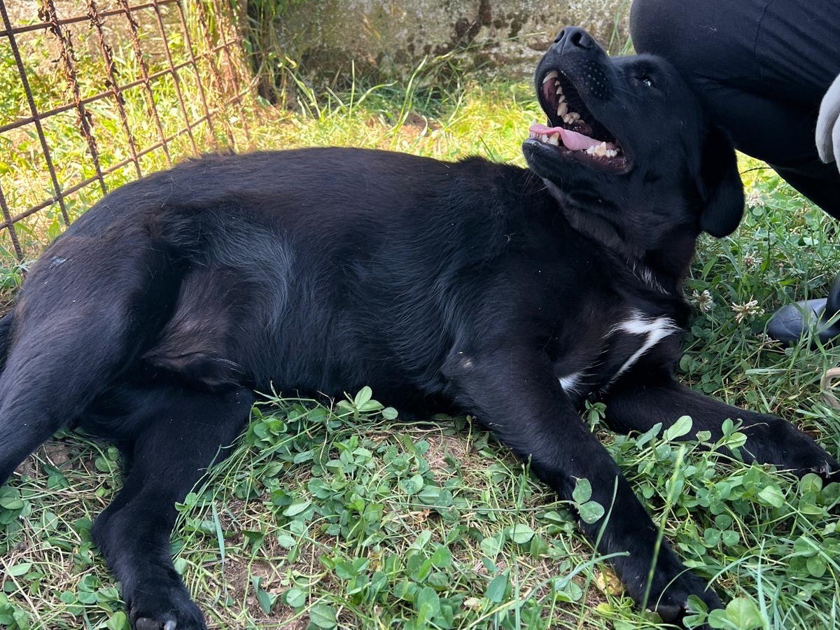 Adotta un cane, maschio, 1 anno e 9 mesi, Frosinone
