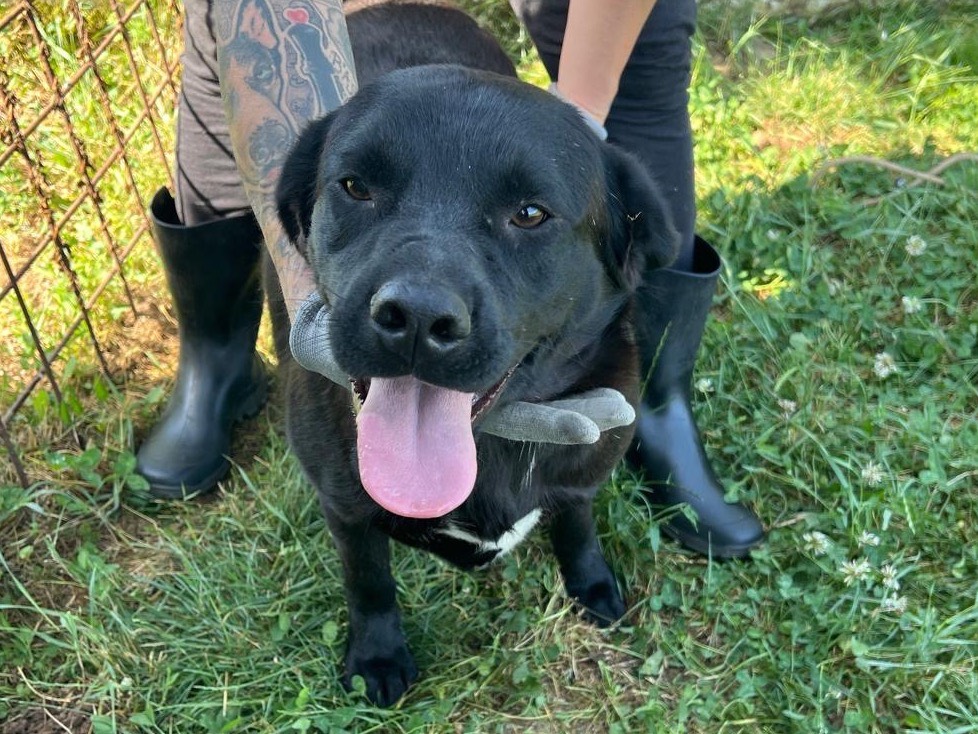 Adozione cane, maschio, Razza sconosciuta Razza sconosciuta, 1 anno e 9 mesi, taglia media, Frosinone