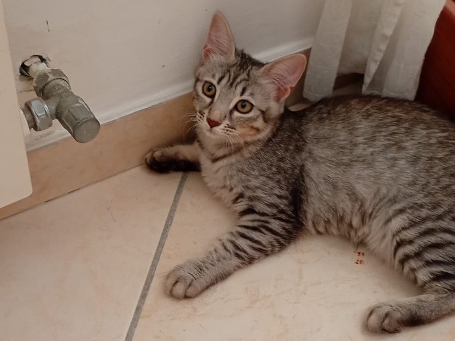 Adozione gatto, femmina, Razza sconosciuta Razza sconosciuta, 5 mesi, taglia non valida, Napoli