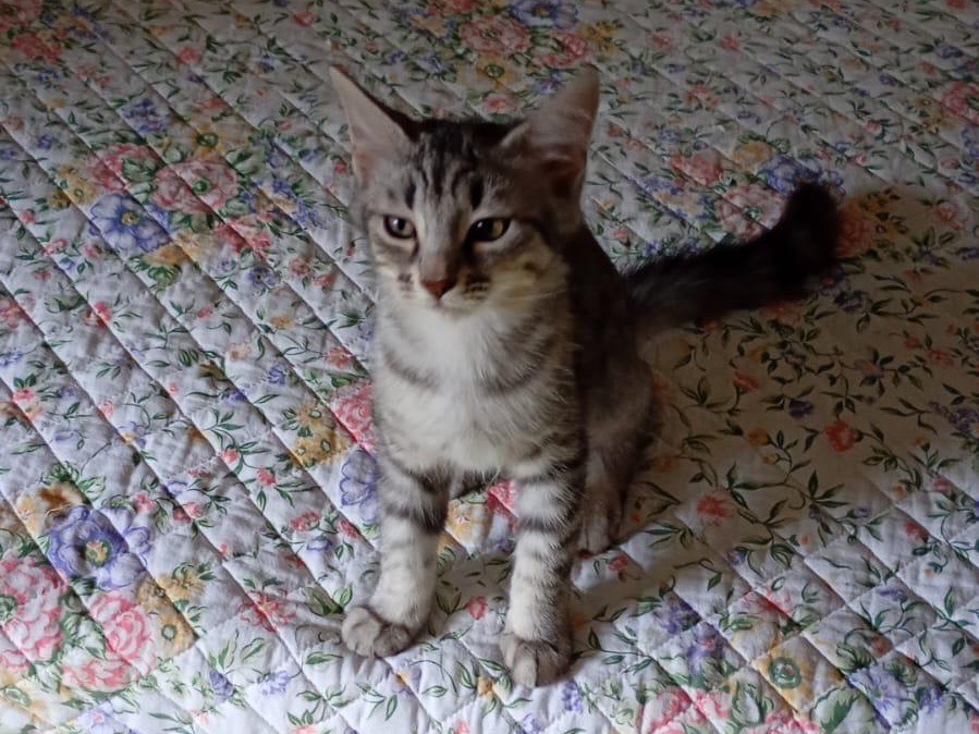 Adotta un gatto, femmina, 5 mesi, Napoli