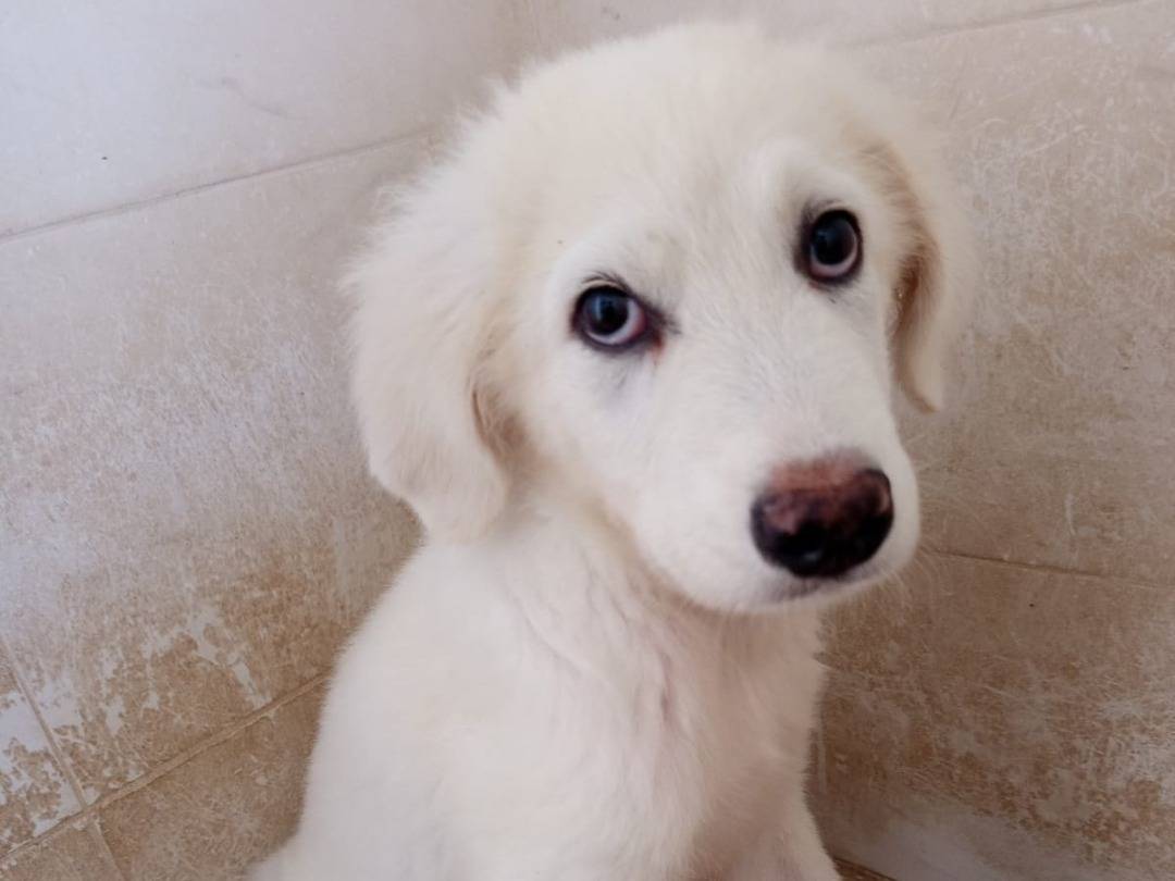 Adozione cane, maschio, Razza sconosciuta Razza sconosciuta, 3 mesi, taglia media, Pavia