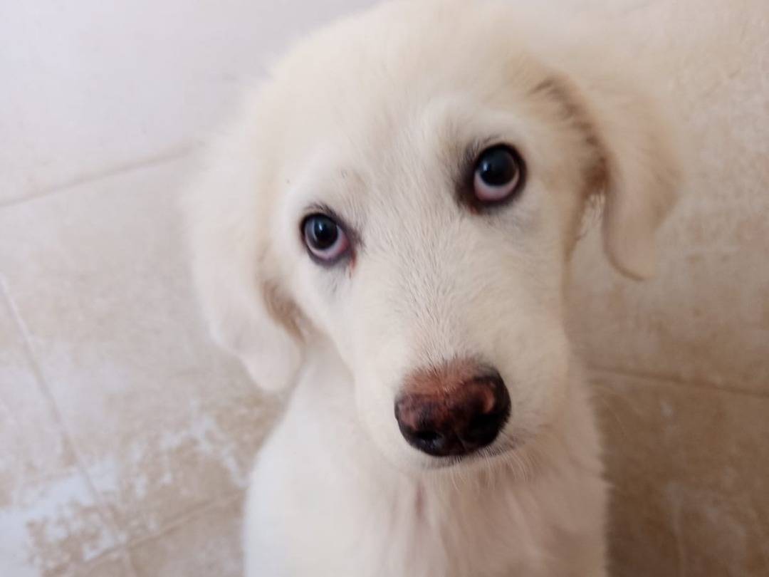 Adotta un cane, maschio, 3 mesi, Pavia