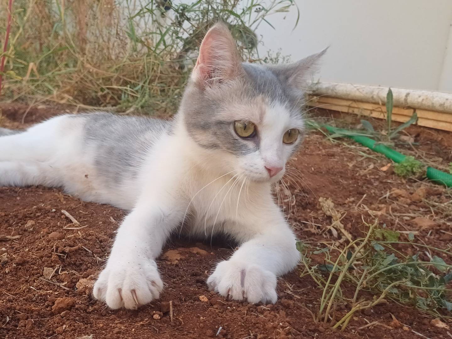 Adozione gatto, femmina, Razza sconosciuta Razza sconosciuta, 5 mesi, taglia non valida, Lecce