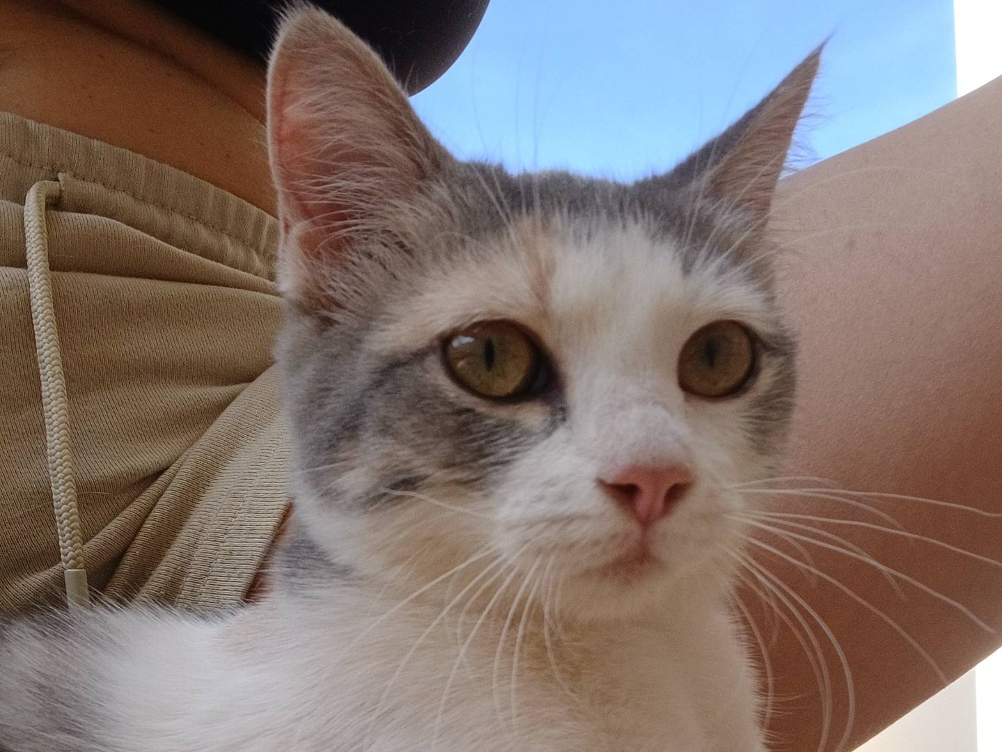 Adotta un gatto, femmina, 5 mesi, Lecce