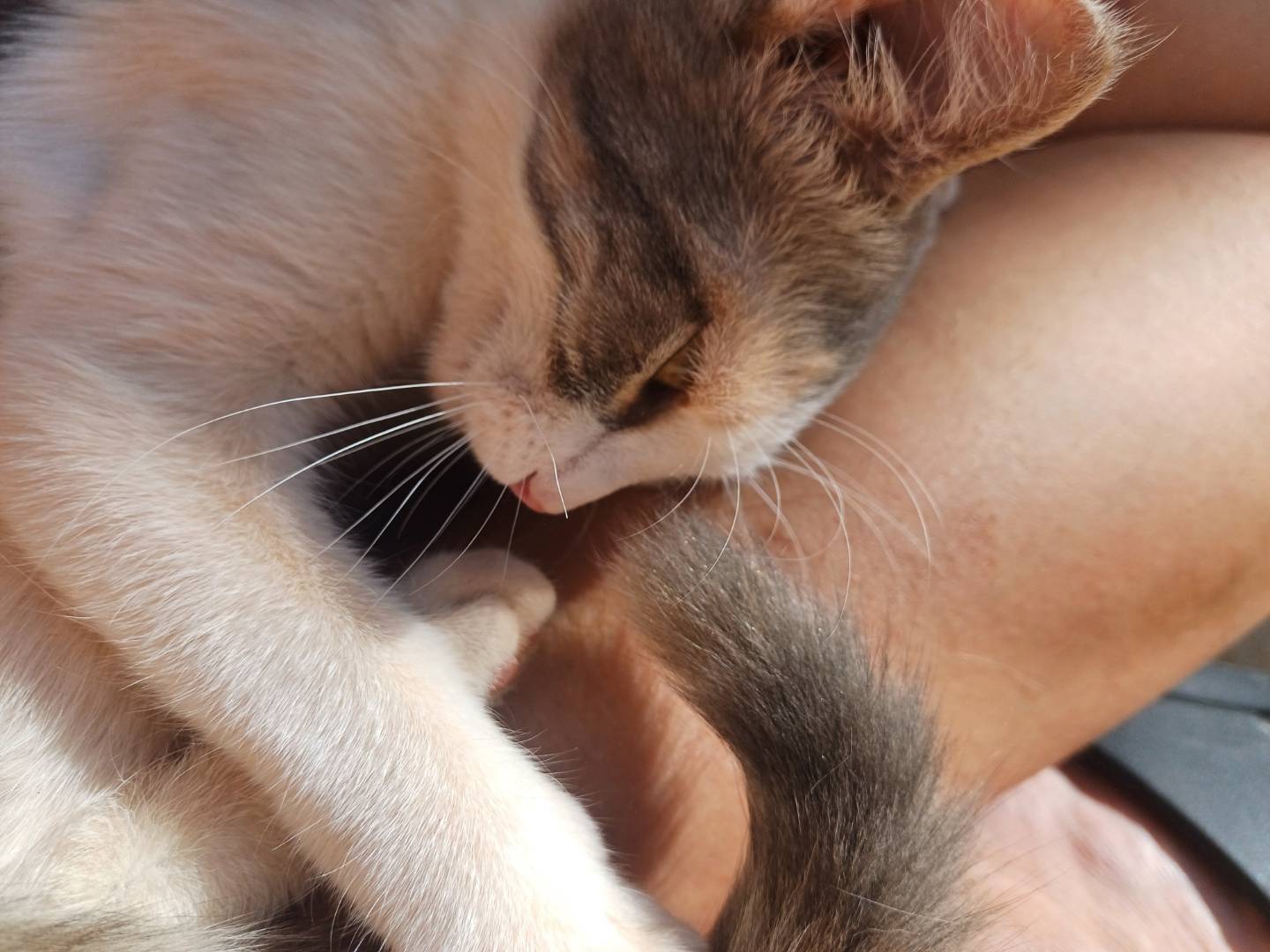 Adotta un gatto, taglia non valida, femmina, Lecce