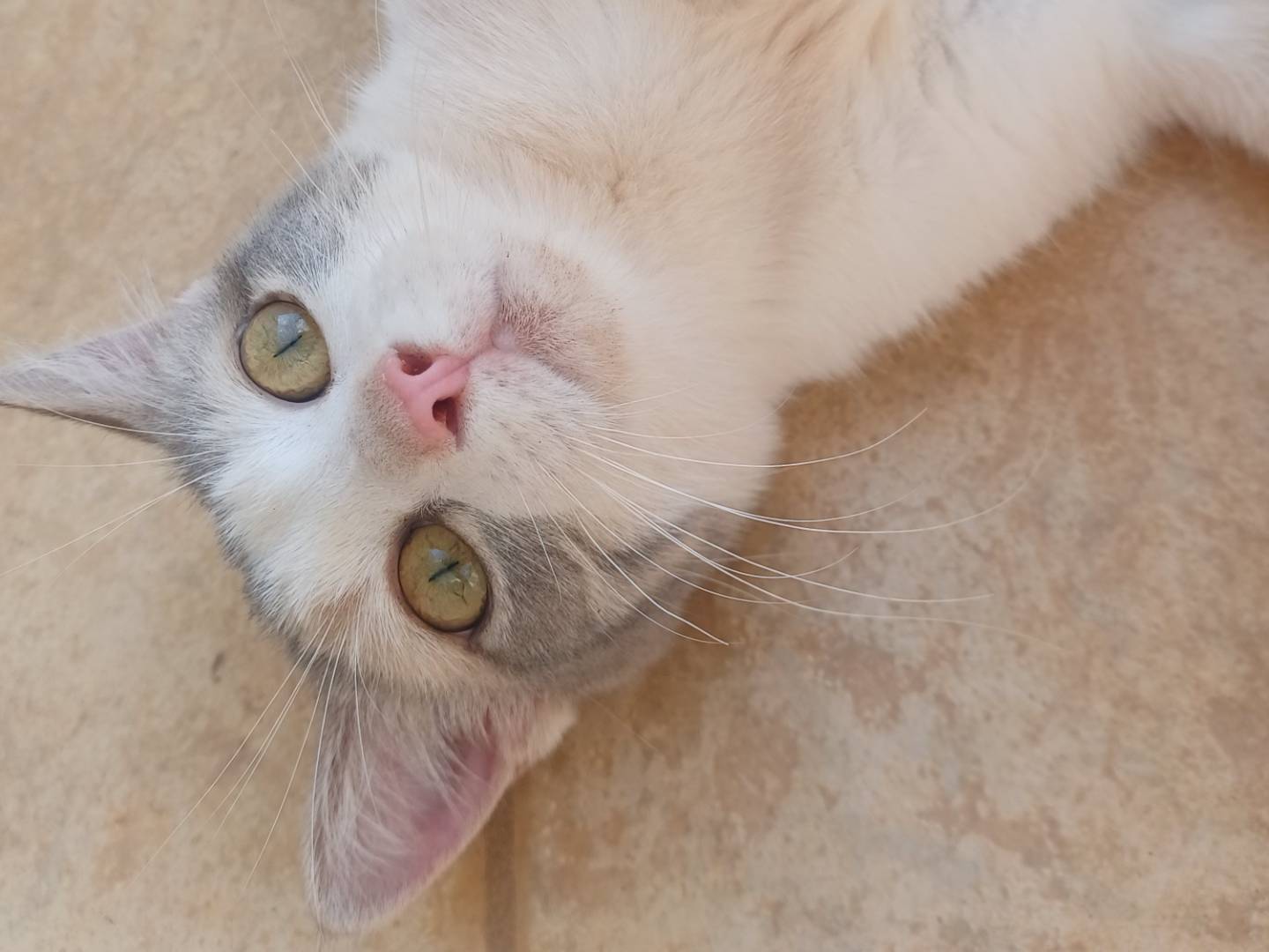Vuoi adottare un gatto a Lecce?