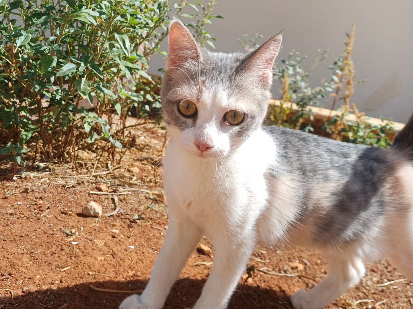 Adotta il gatto Memole a Lecce