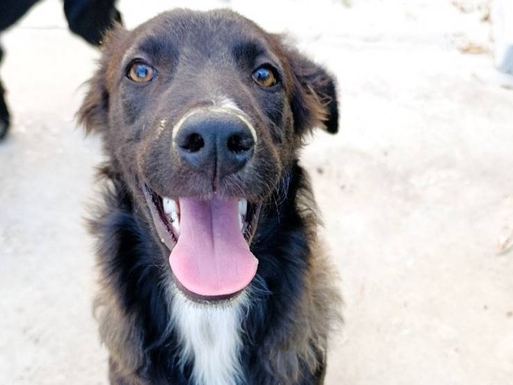 Adozione cane, femmina, Razza sconosciuta Razza sconosciuta, 6 mesi, taglia media contenuta, Benevento