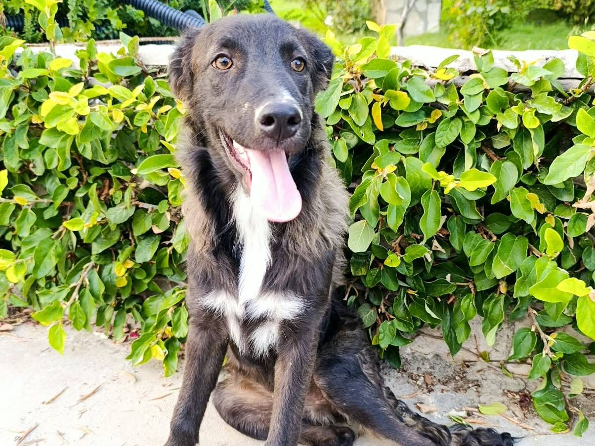Adotta un cane, femmina, 6 mesi, Benevento