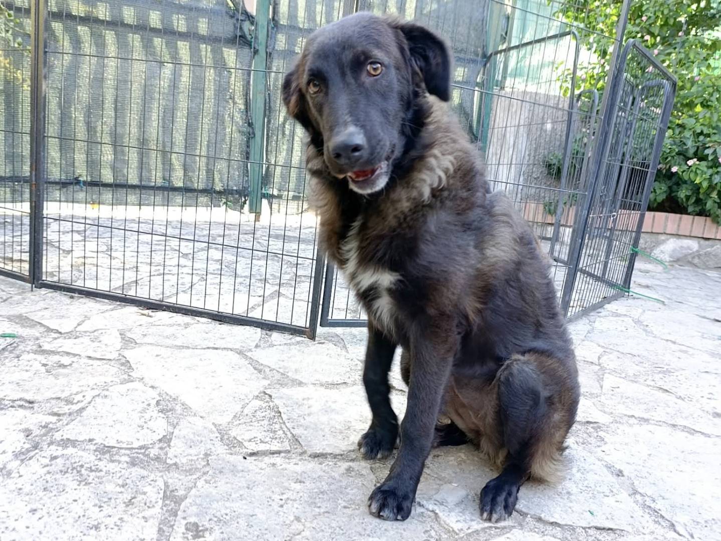 Adotta un cane, taglia media contenuta, femmina, Benevento