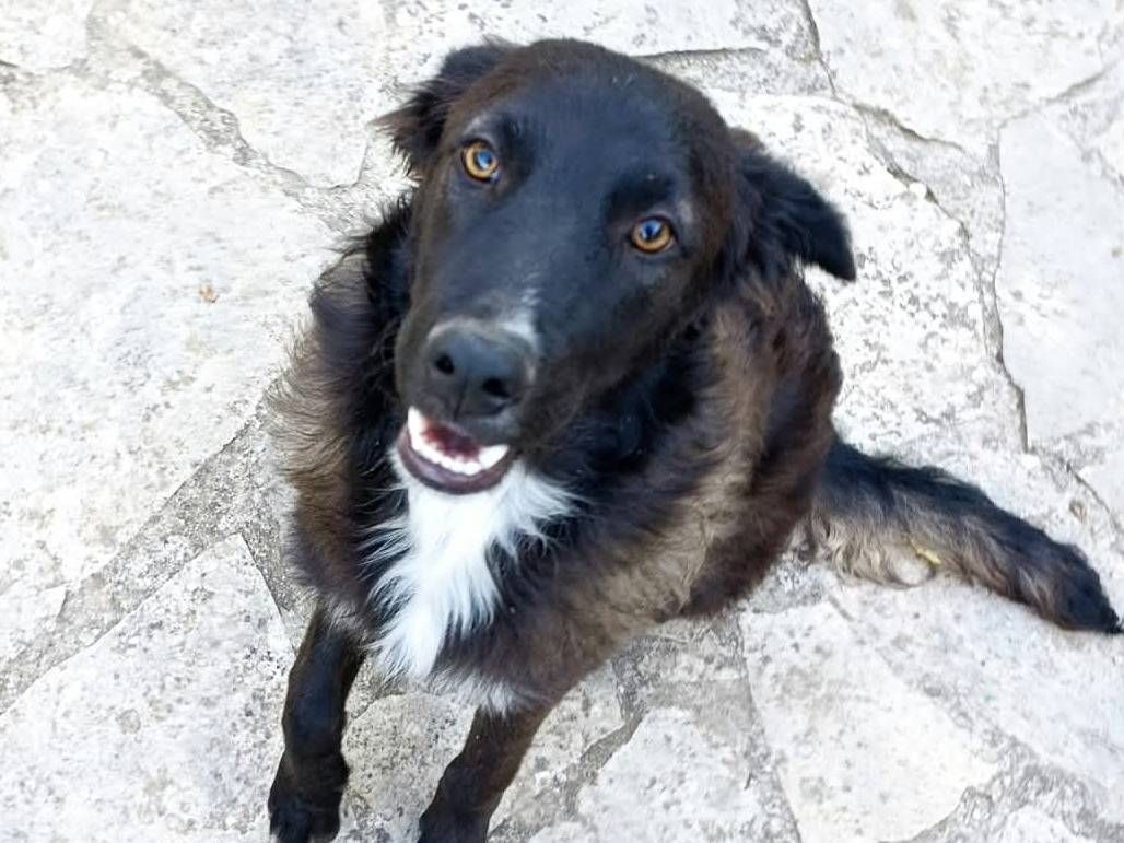 Vuoi adottare un cane a Benevento?