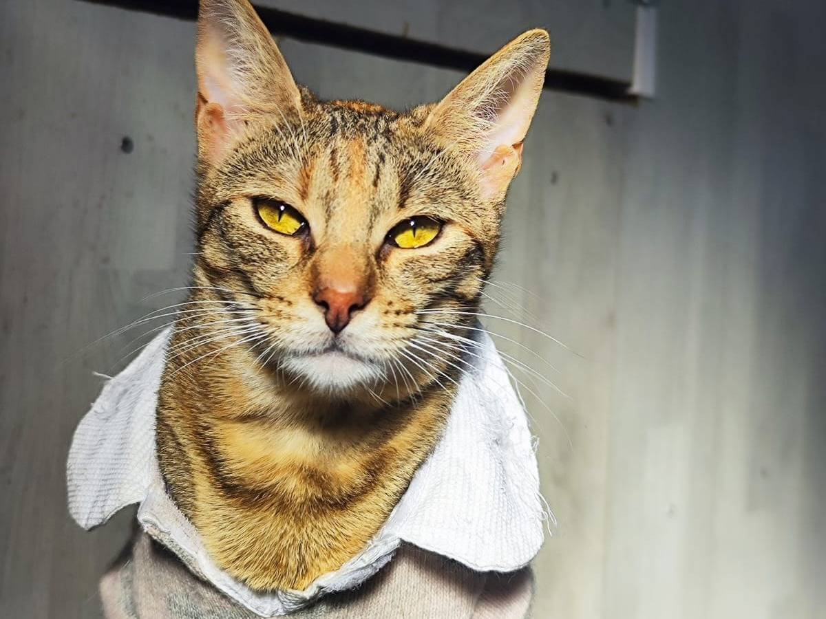 Adozione gatto, femmina, Razza sconosciuta Razza sconosciuta, 1 anno e 5 mesi, taglia non valida, Bari