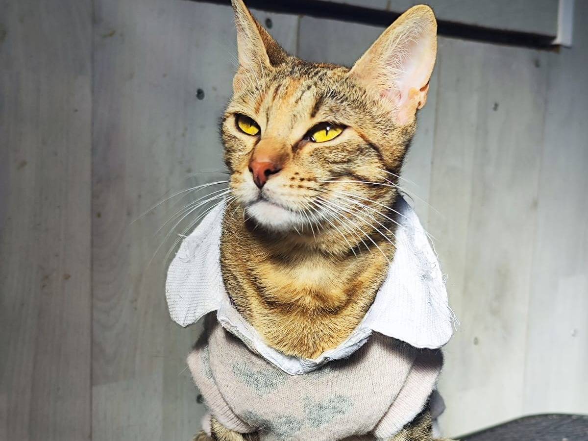 Adotta un gatto, femmina, 1 anno e 5 mesi, Bari