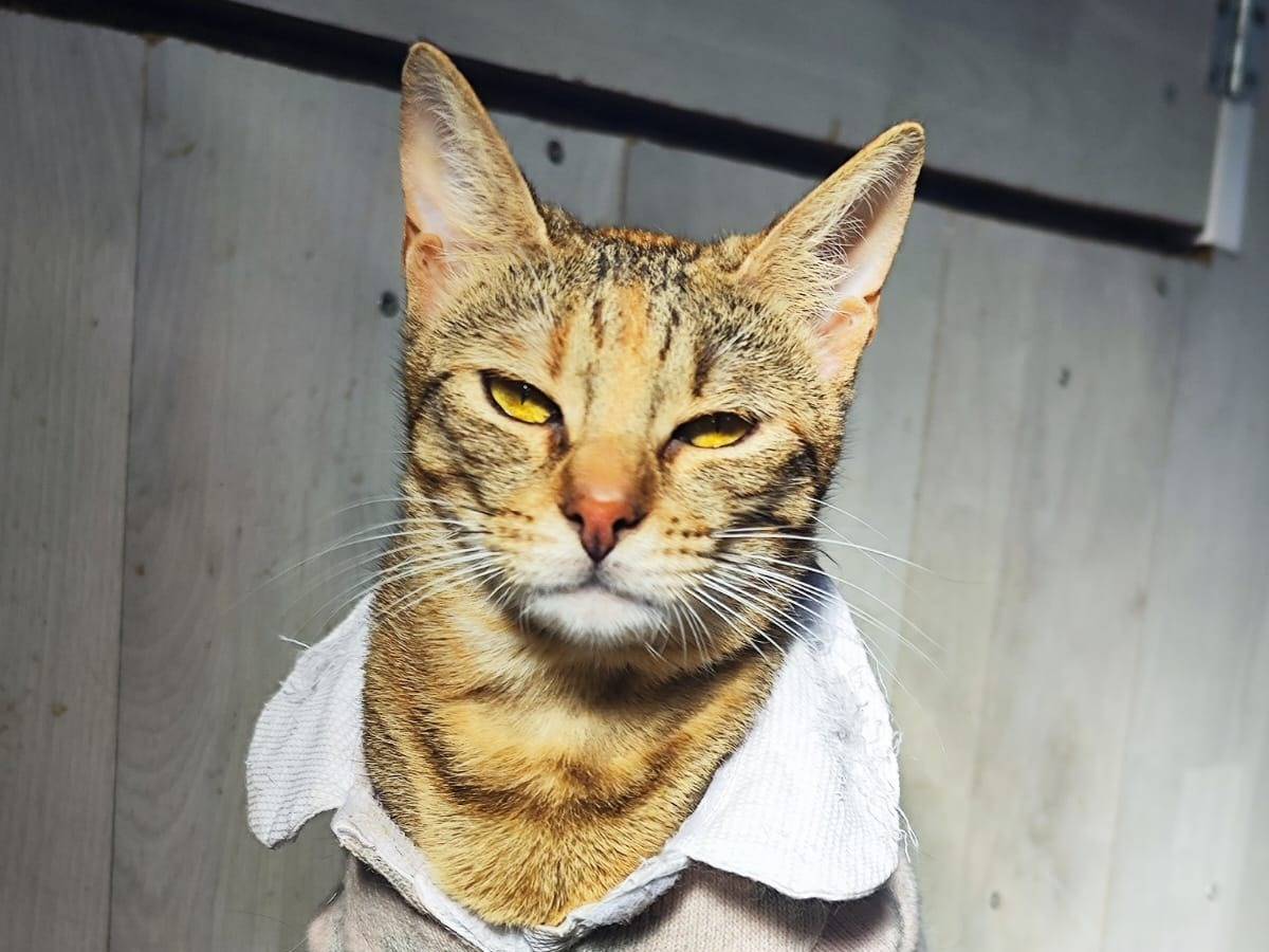 Adotta un gatto, taglia non valida, femmina, Bari
