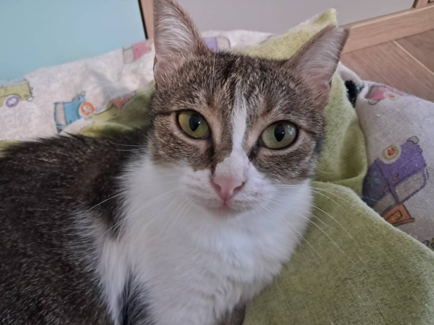 Adotta un gatto, femmina, 1 anno e 11 mesi, Torino