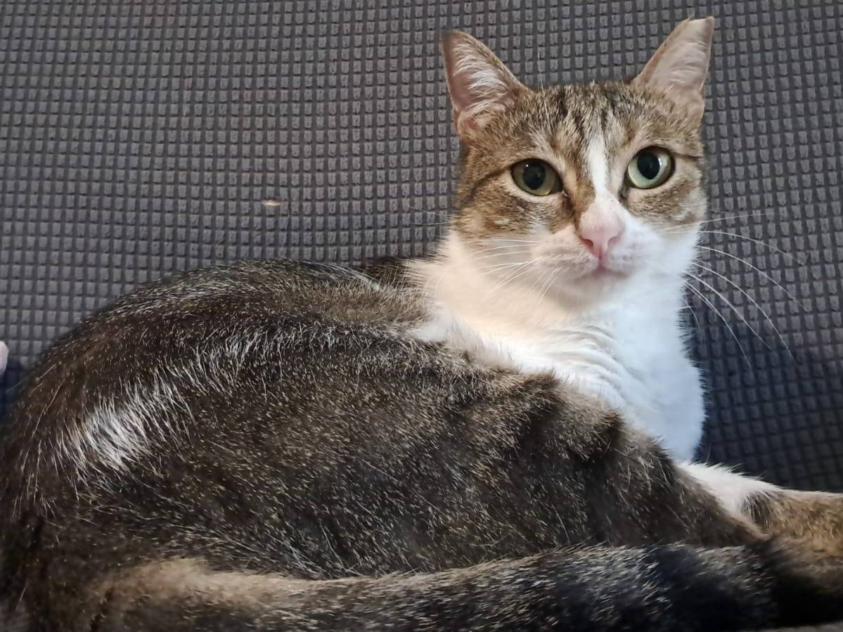 Adozione gatto, femmina, Razza sconosciuta Razza sconosciuta, 1 anno e 11 mesi, taglia non valida, Torino