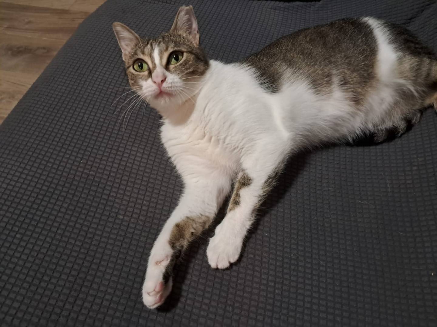 Adotta un gatto, taglia non valida, femmina, Torino