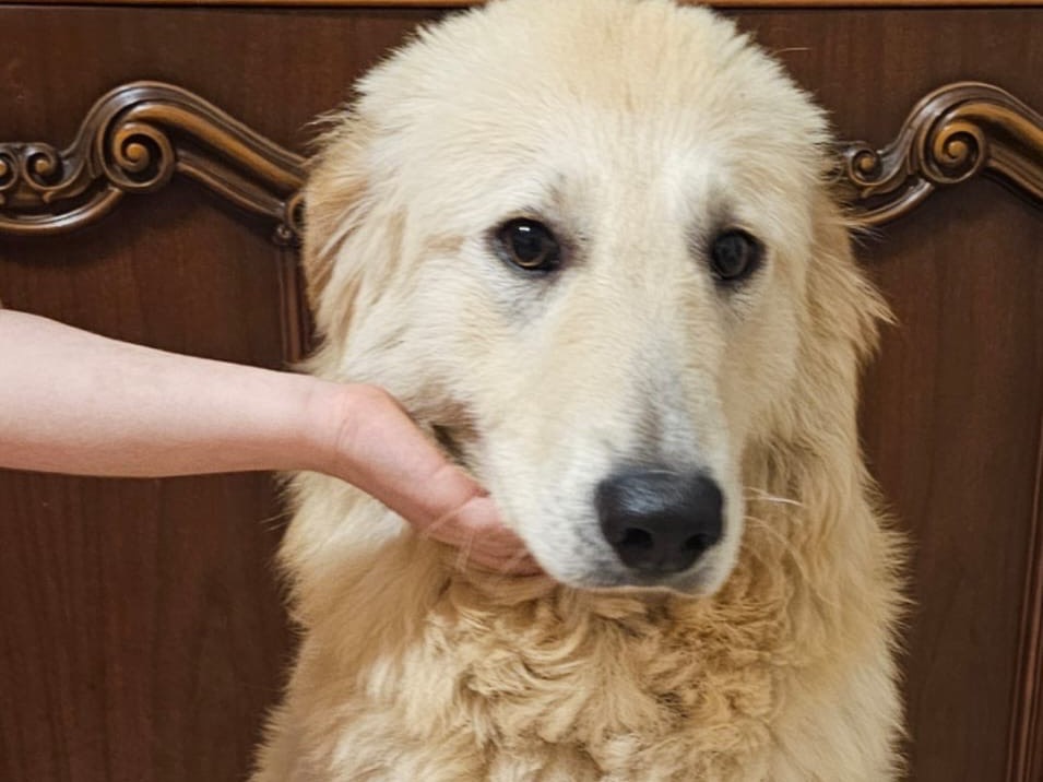 Adozione cane, maschio, Pastore maremmano Razza sconosciuta, 7 mesi, taglia grande, Pavia