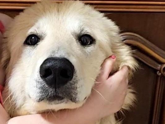 Adotta un cane, maschio, 7 mesi, Pavia