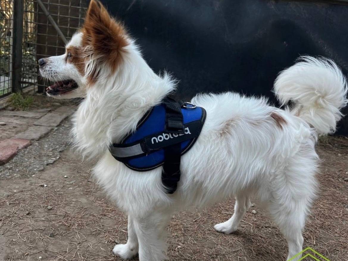 Adotta un cane, maschio, 7 anni e 1 mese, Milano