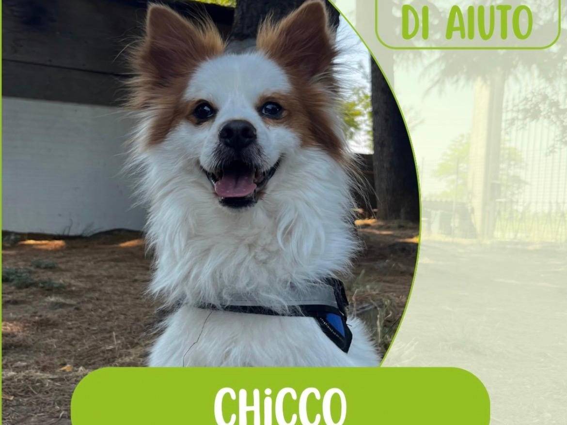 Adotta un cane, taglia piccola, maschio, Milano