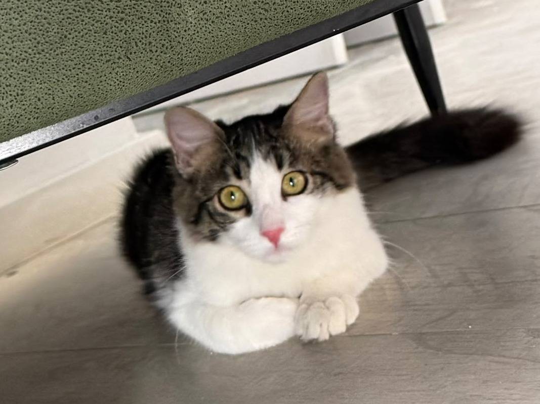 Adozione gatto, femmina, Razza sconosciuta Razza sconosciuta, 5 mesi, taglia non valida, Torino