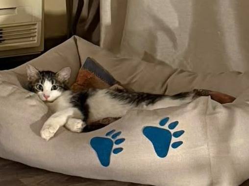 Adotta un gatto, femmina, 5 mesi, Torino