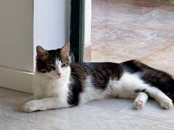 Adotta un gatto, taglia non valida, femmina, Torino