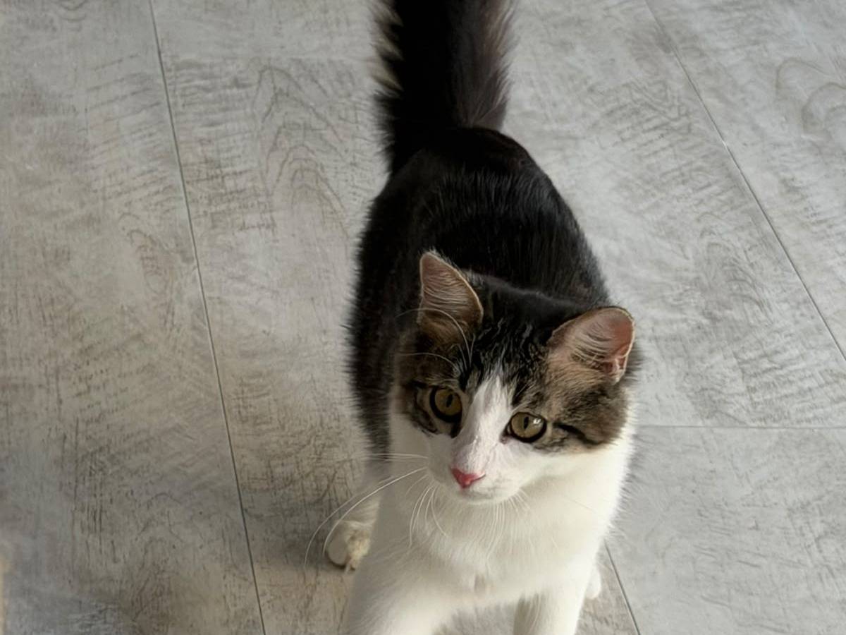 Vuoi adottare un gatto a Torino?