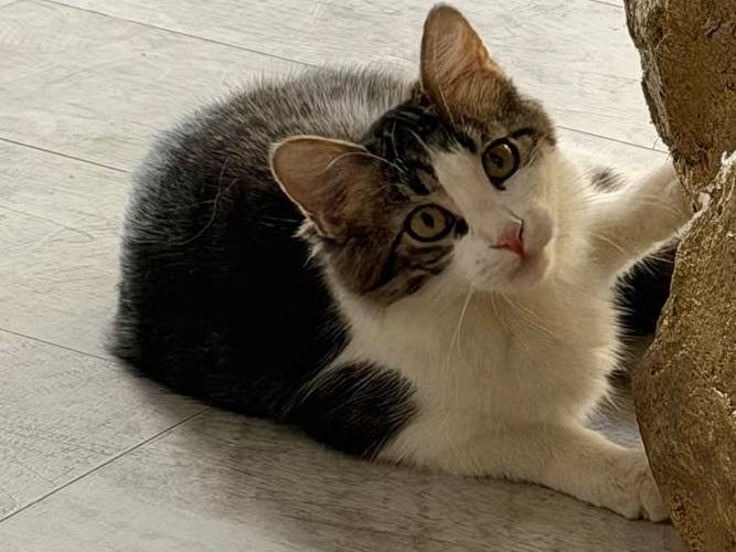 Adotta il gatto Fluffy a Torino