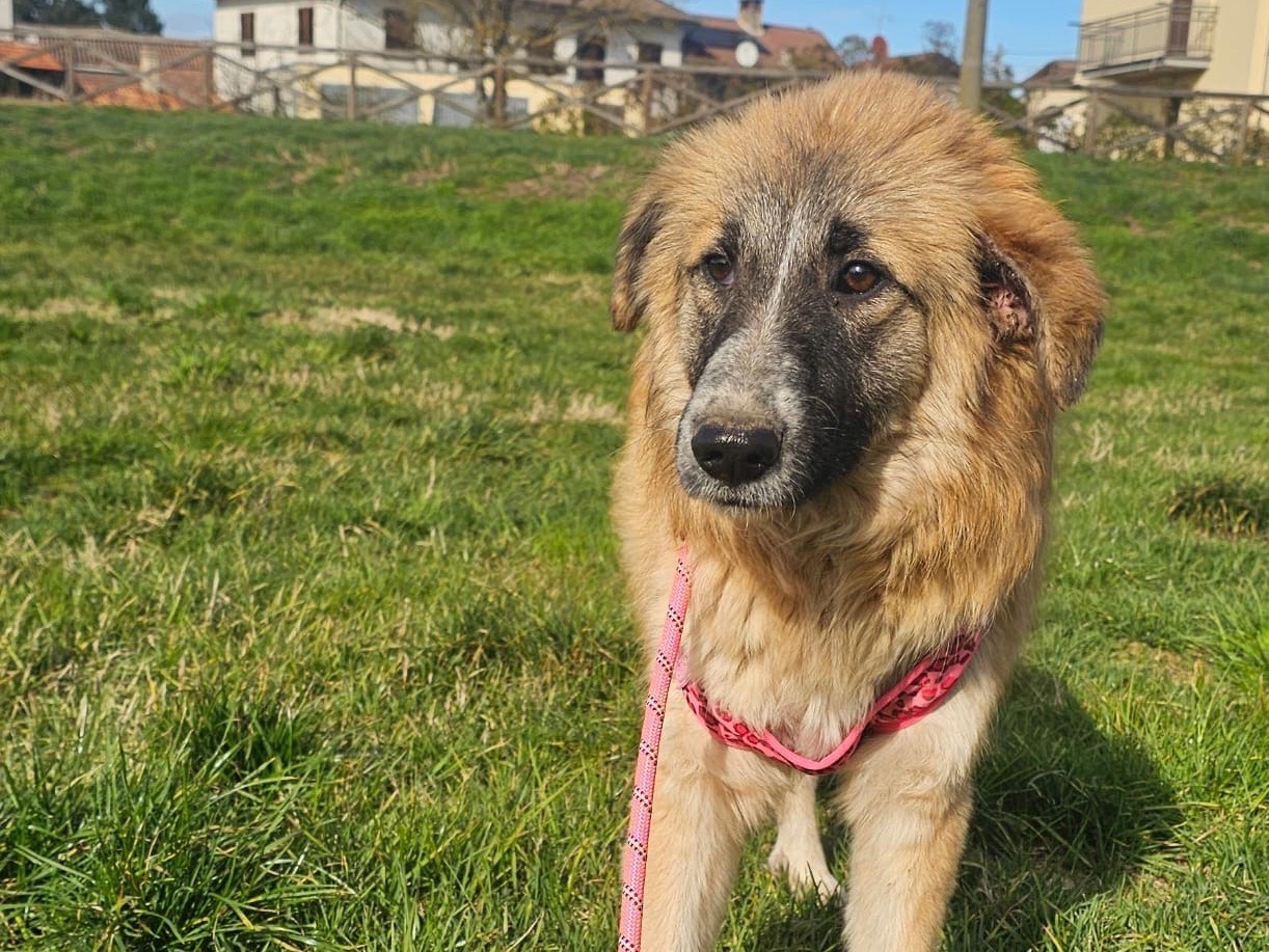 Adozione cane, femmina, Razza sconosciuta Razza sconosciuta, 7 mesi, taglia grande, Pavia