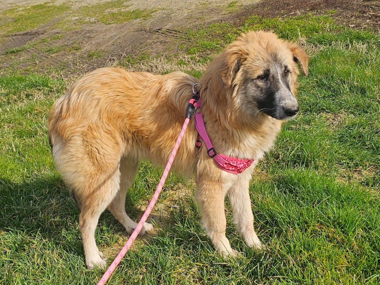 Adotta un cane, femmina, 7 mesi, Pavia