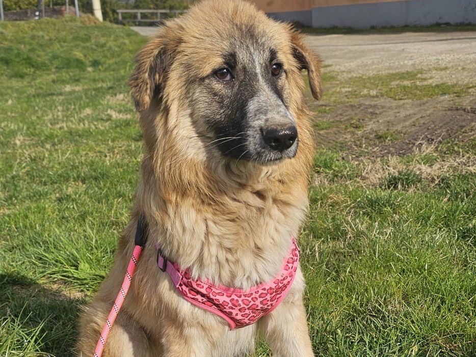 Adotta un cane, taglia grande, femmina, Pavia