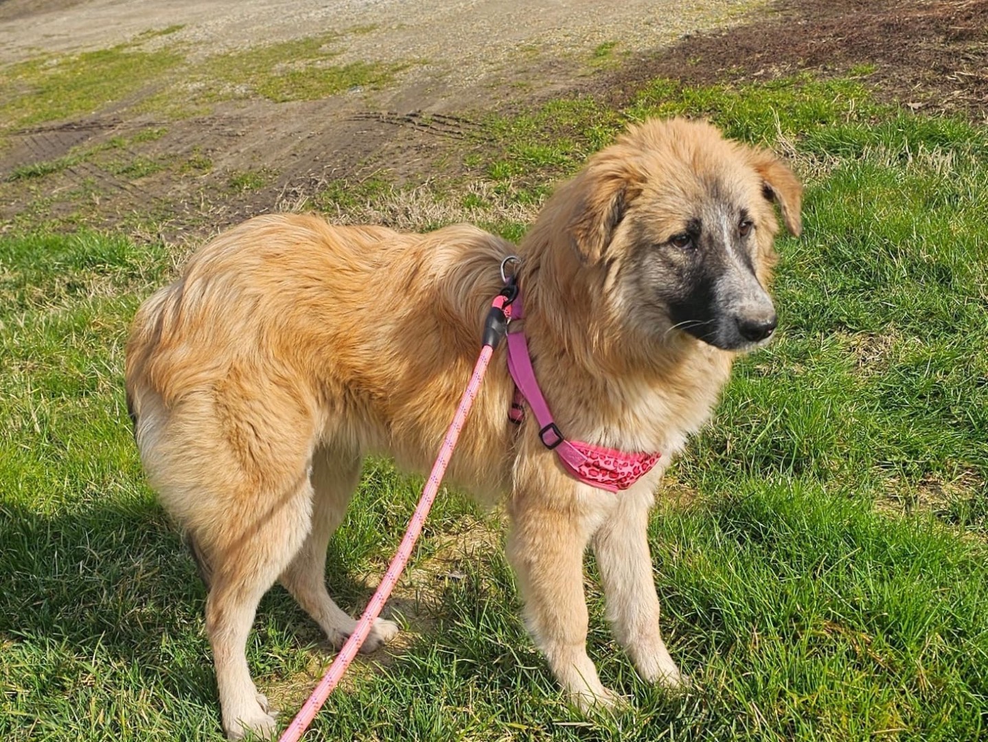 Vuoi adottare un cane a Pavia?