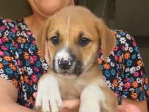 Adozione cane, maschio, Amstaff Razza sconosciuta, 1 mese, taglia media, Padova